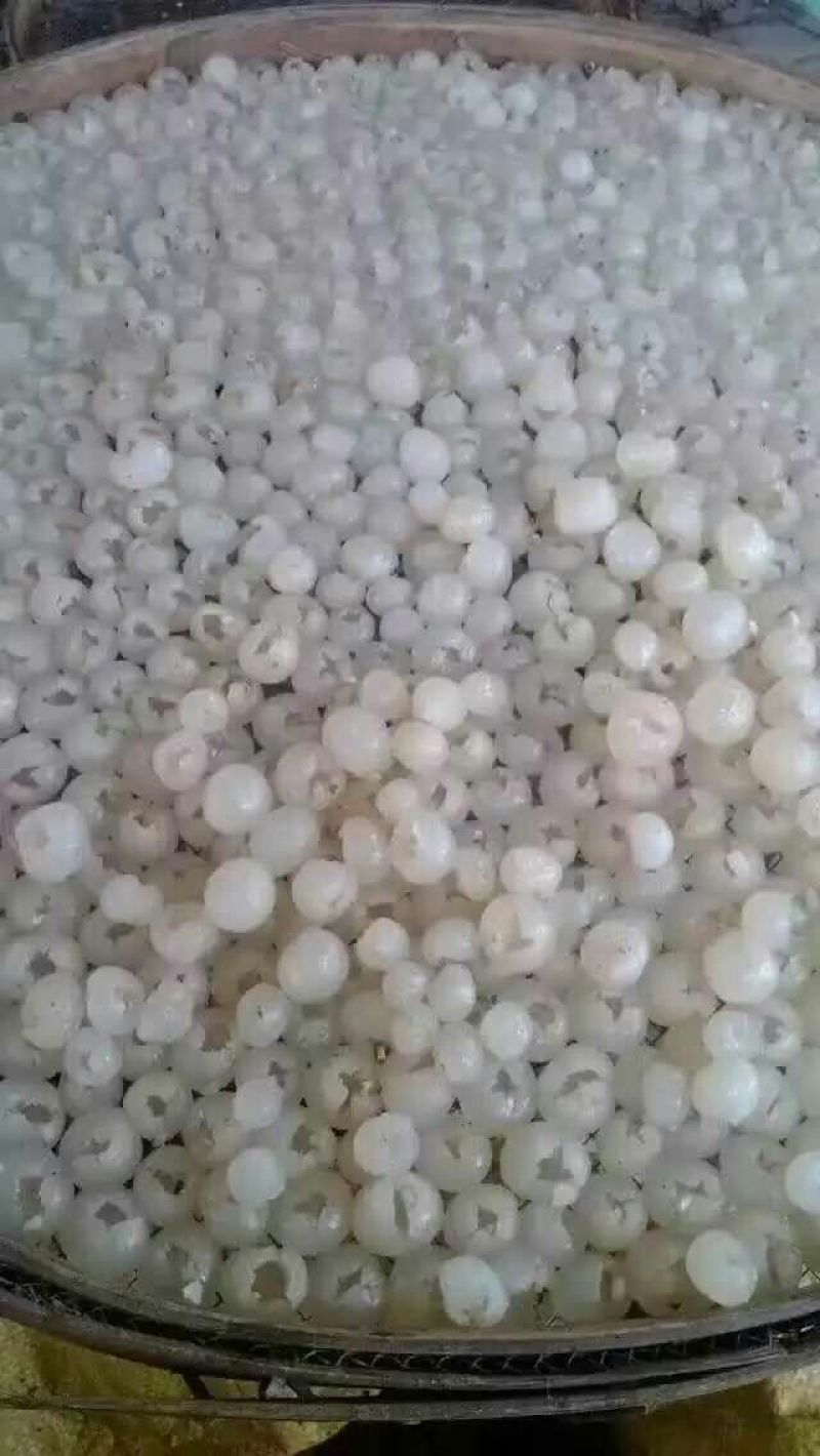 桂圆散装