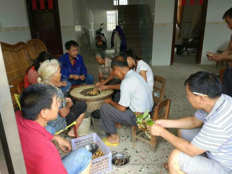 桂圆散装
