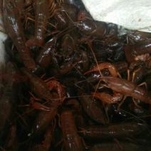 龙虾21~25只/kg
