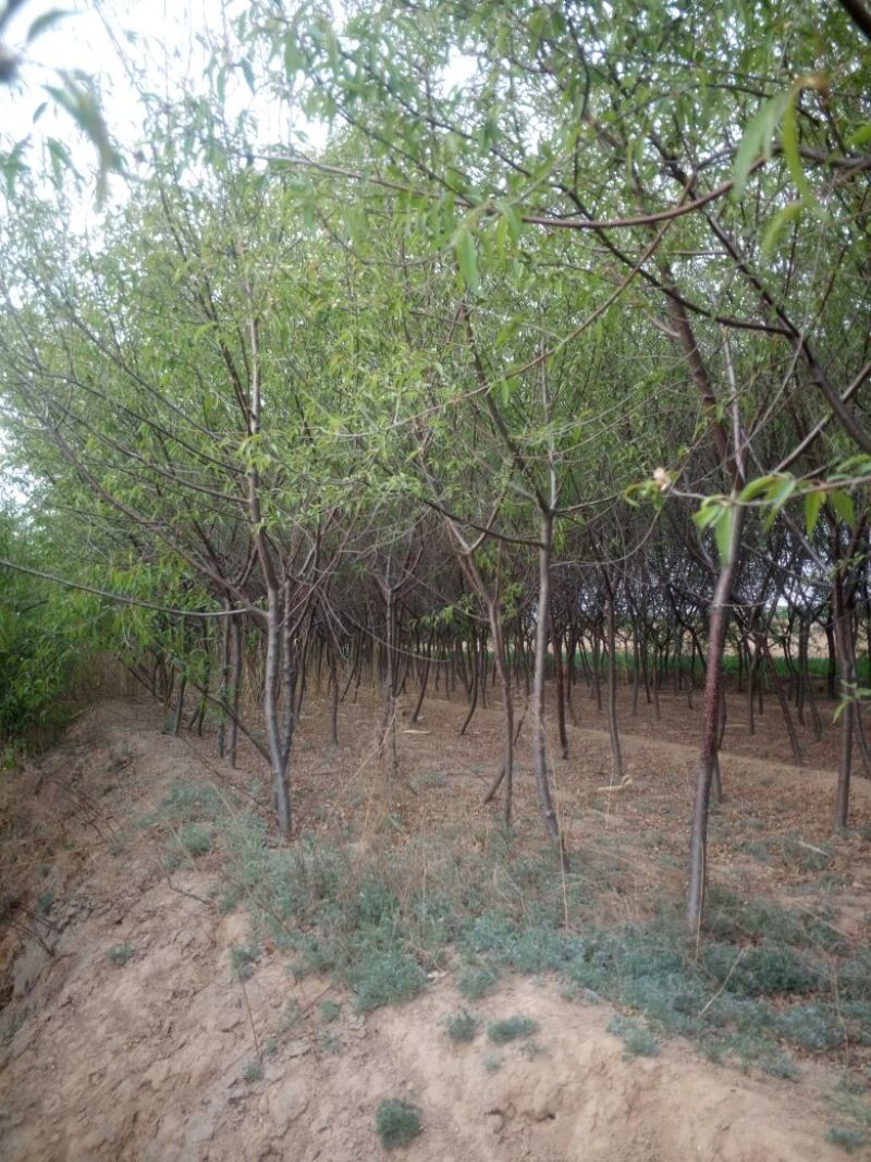 山桃树6~8cm2.5~3米