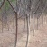 山桃树6~8cm2.5~3米