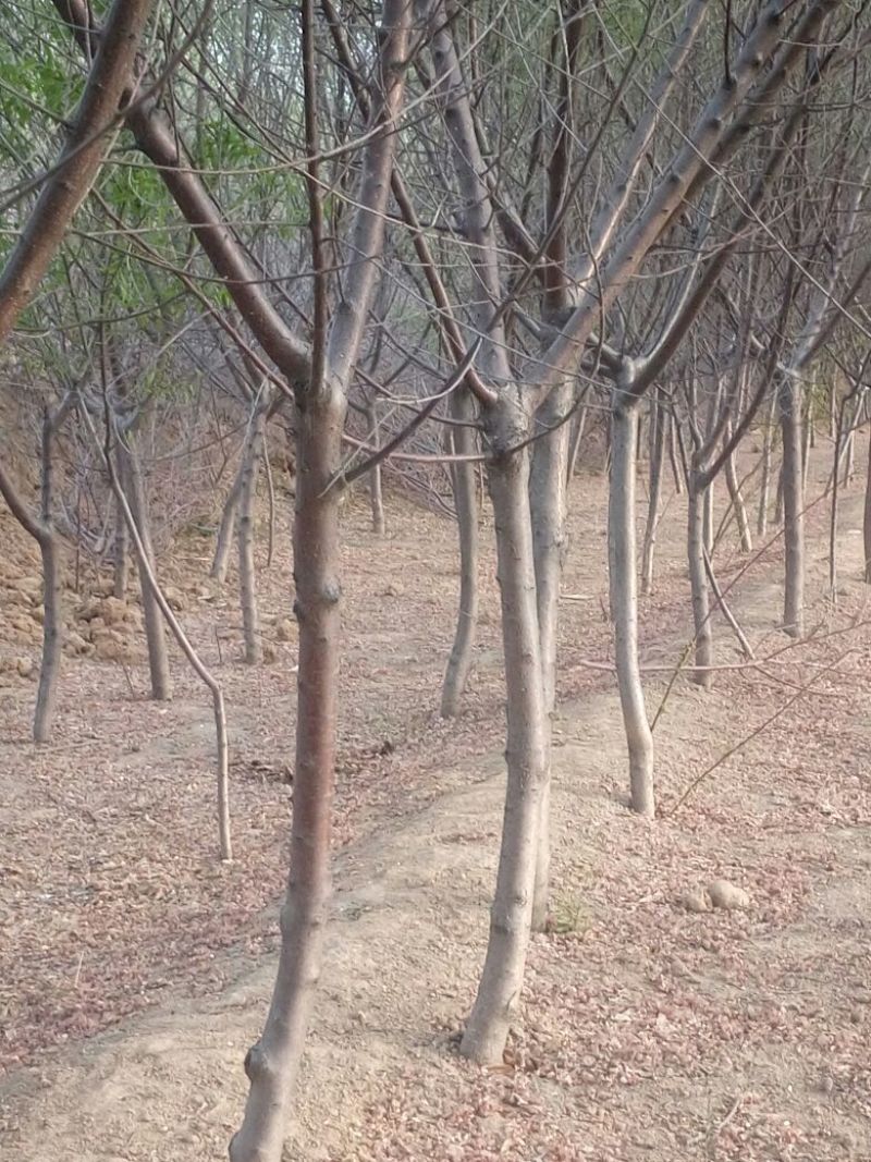 山桃树6~8cm2.5~3米