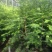 红豆杉苗10cm以下