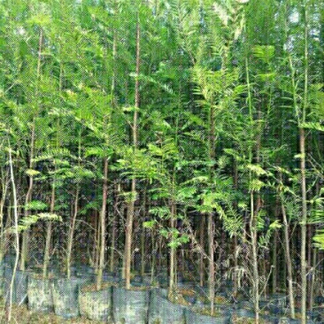 红豆杉苗10cm以下