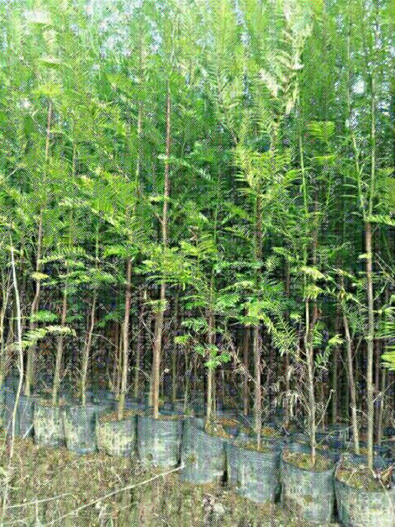 红豆杉苗10cm以下
