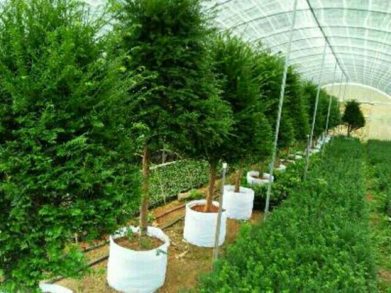 红豆杉苗10cm以下