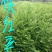 红豆杉苗10cm以下