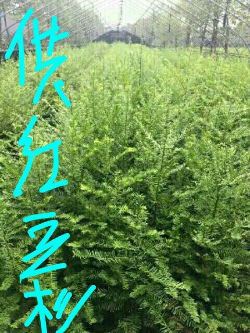 红豆杉苗10cm以下