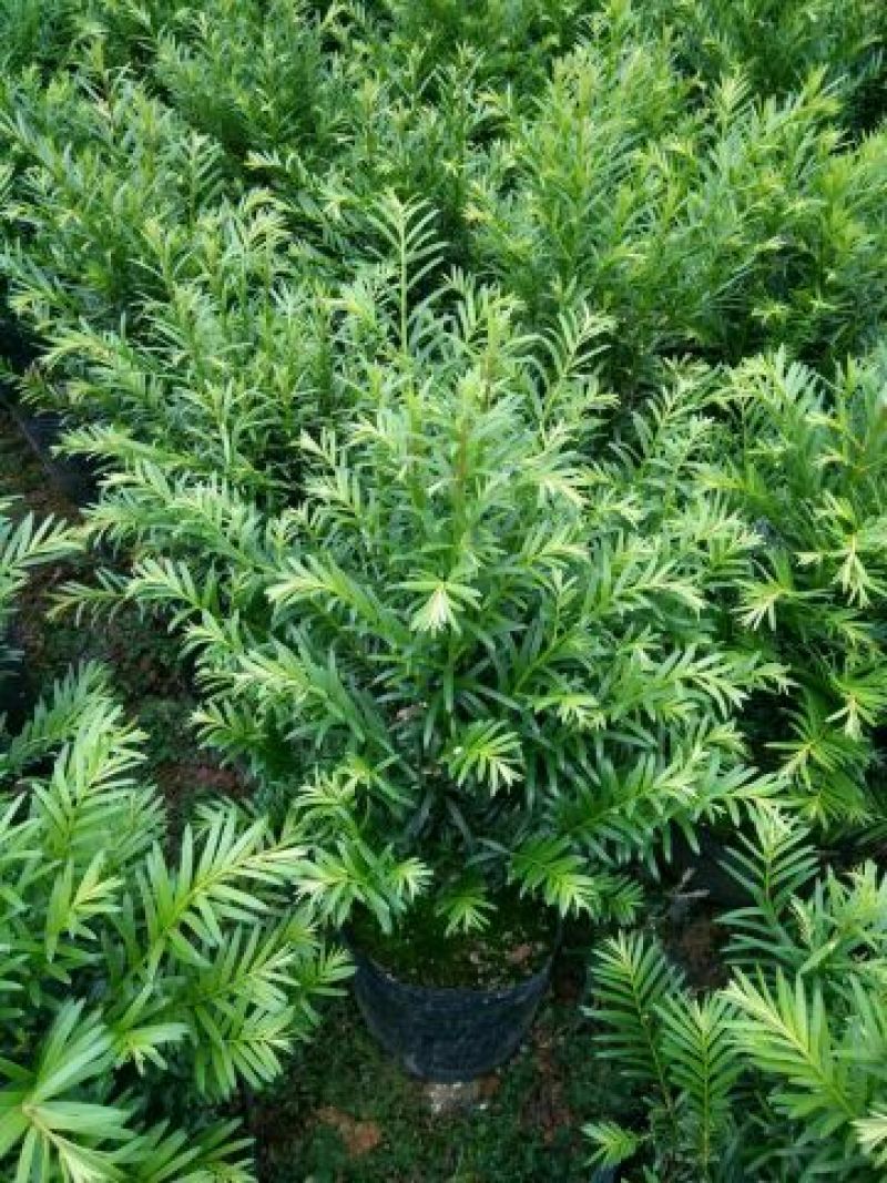 红豆杉苗10cm以下