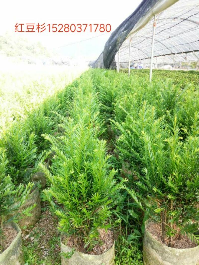 红豆杉苗10cm以下
