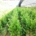 红豆杉苗10cm以下