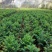红豆杉苗10cm以下