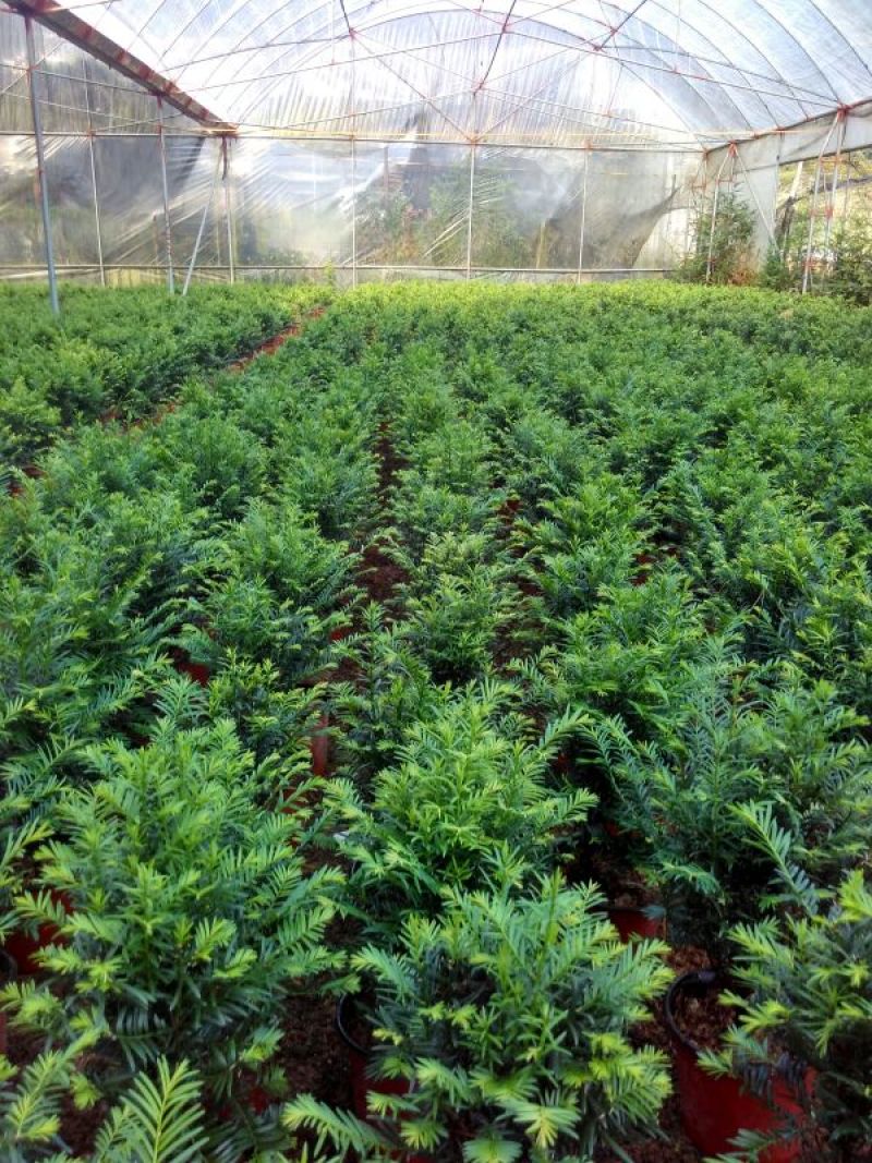 红豆杉苗10cm以下