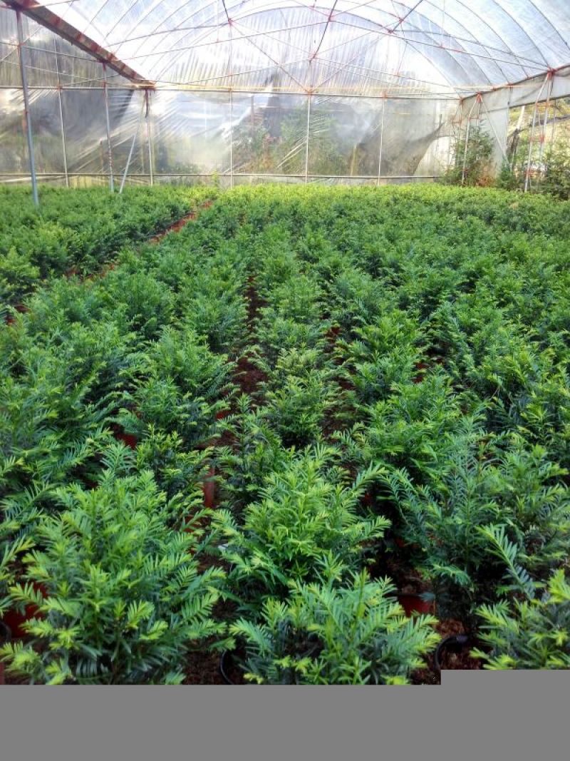 红豆杉苗10cm以下
