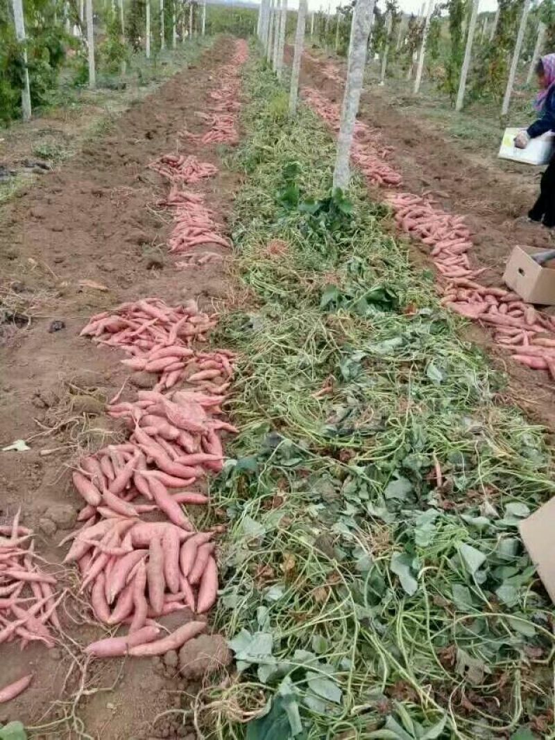陕西临潼原种红薯种苗高产红薯苗红薯苗地瓜苗红芋苗