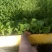 白菜苗，基地直供，全年供应，苗好质优，根须发达
