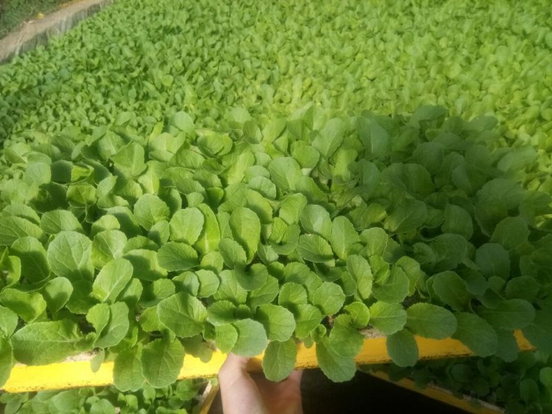 白菜苗，基地直供，全年供应，苗好质优，根须发达