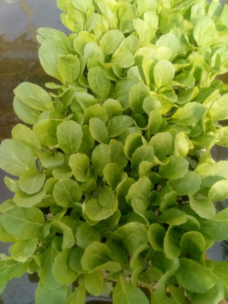 白菜苗，基地直供，全年供应，苗好质优，根须发达