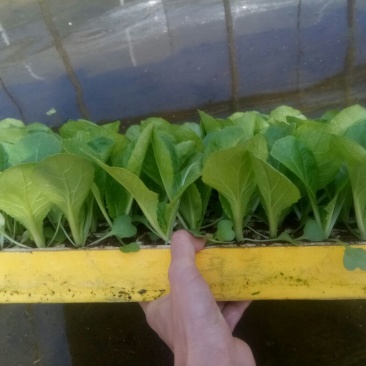 白菜苗，基地直供，全年供应，苗好质优，根须发达
