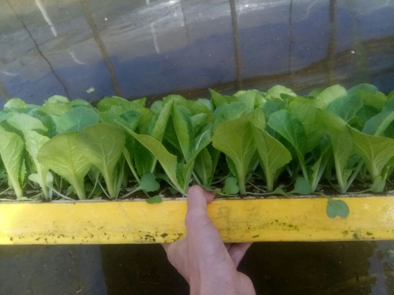白菜苗，基地直供，全年供应，苗好质优，根须发达