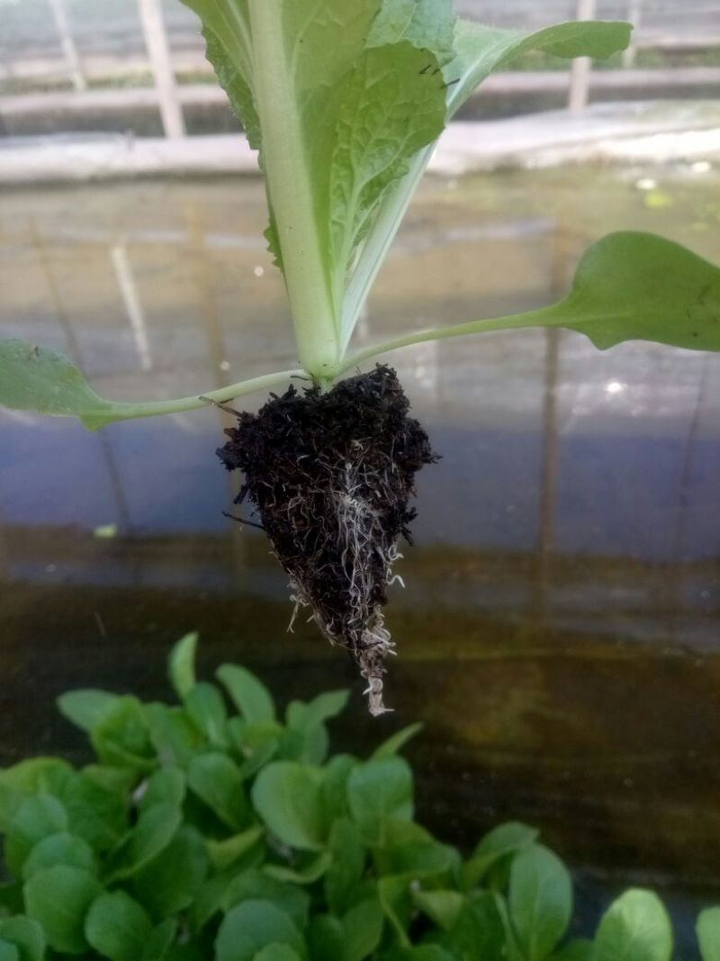 白菜苗，基地直供，全年供应，苗好质优，根须发达
