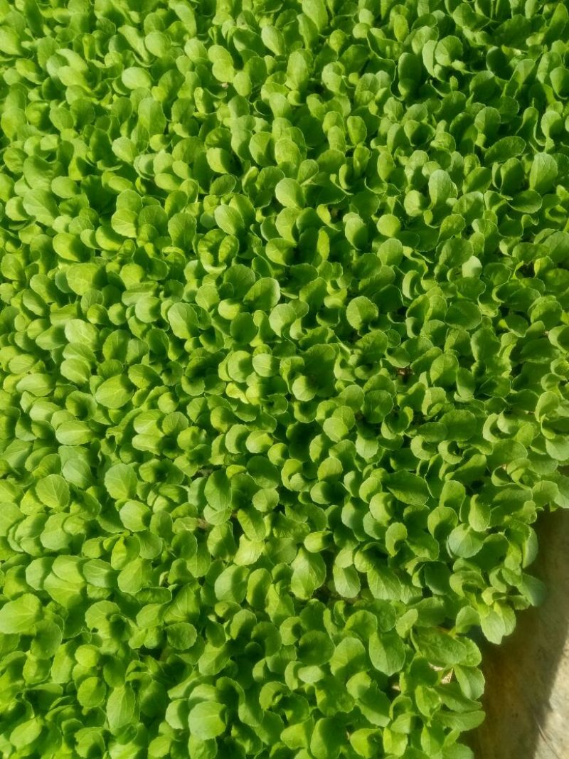 白菜苗，基地直供，全年供应，苗好质优，根须发达