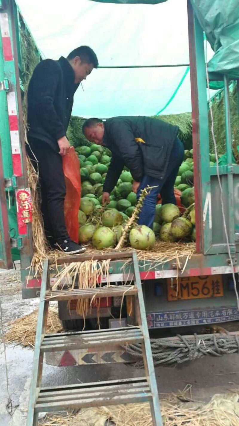 椰子6斤以上