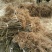 红阳猕猴桃苗嫁接苗0.4~0.6cm30~35cm