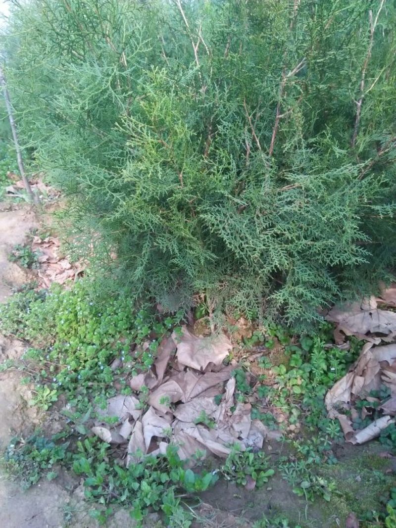 侧柏苗40~50cm