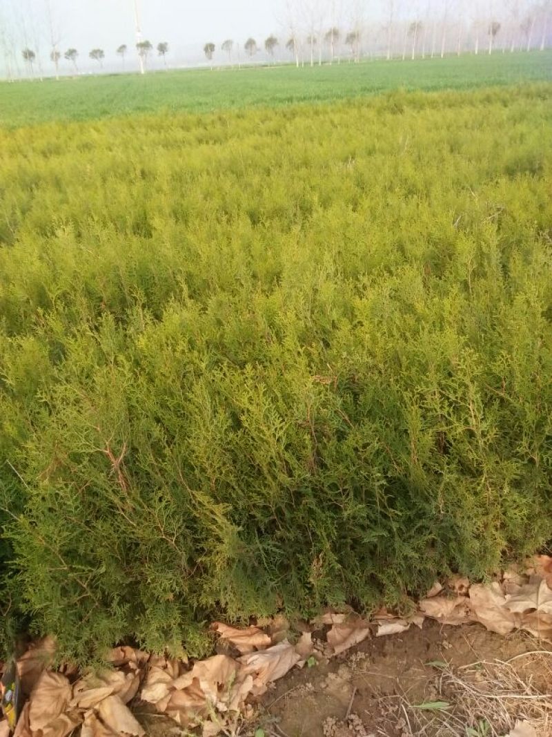 侧柏苗40~50cm