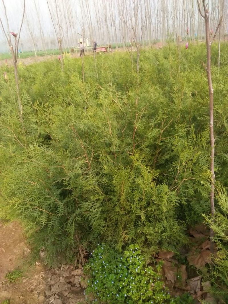 侧柏苗40~50cm