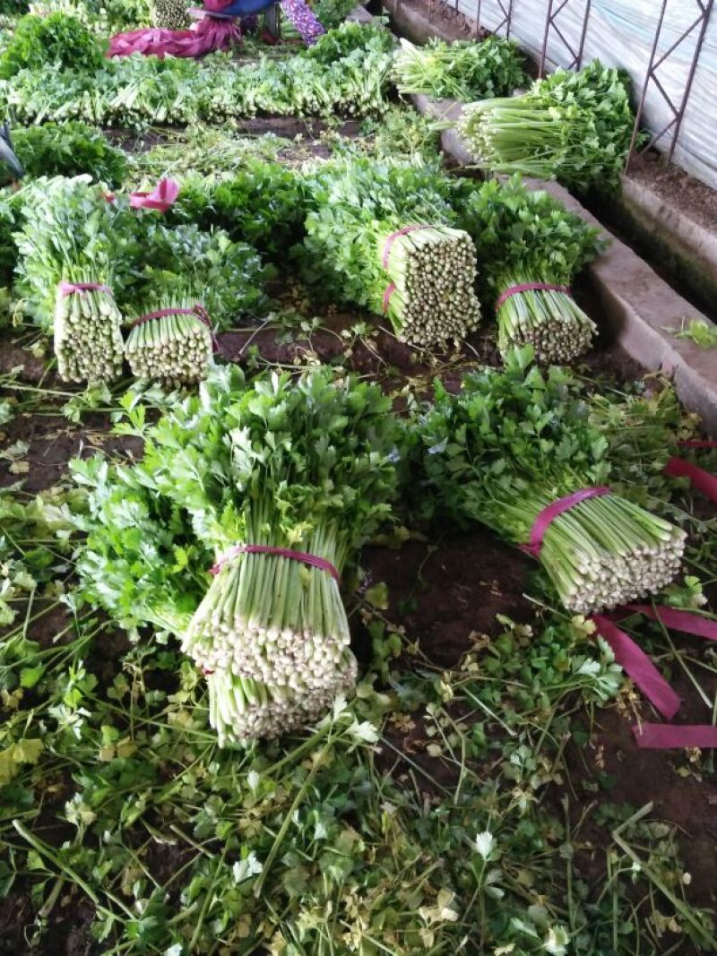 美国文图拉芹菜55cm以上，货源充足，各种包装都有