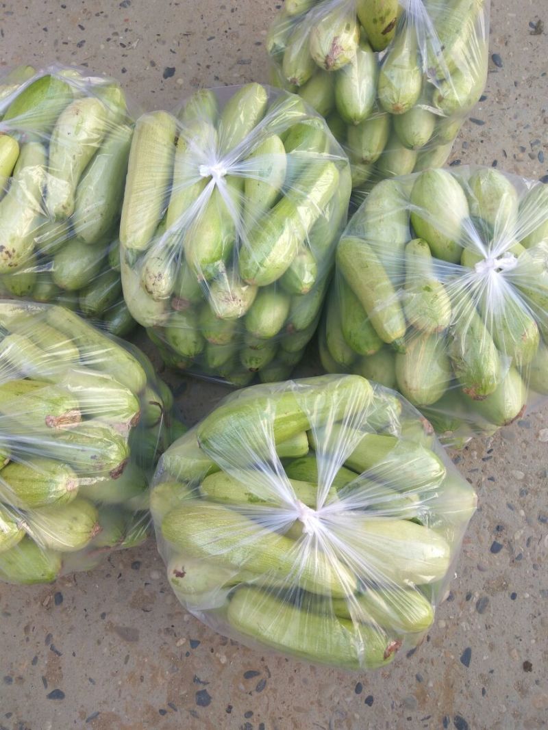 【好货】西葫芦精品绿皮西葫芦大量上市可视频看货
