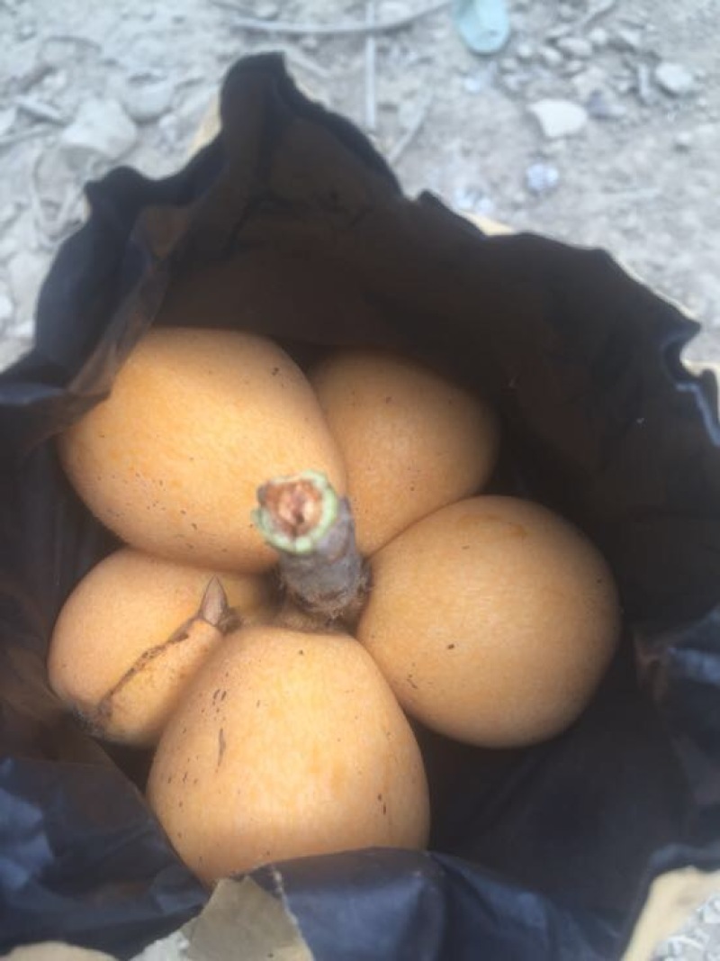 长虹枇杷1两以上