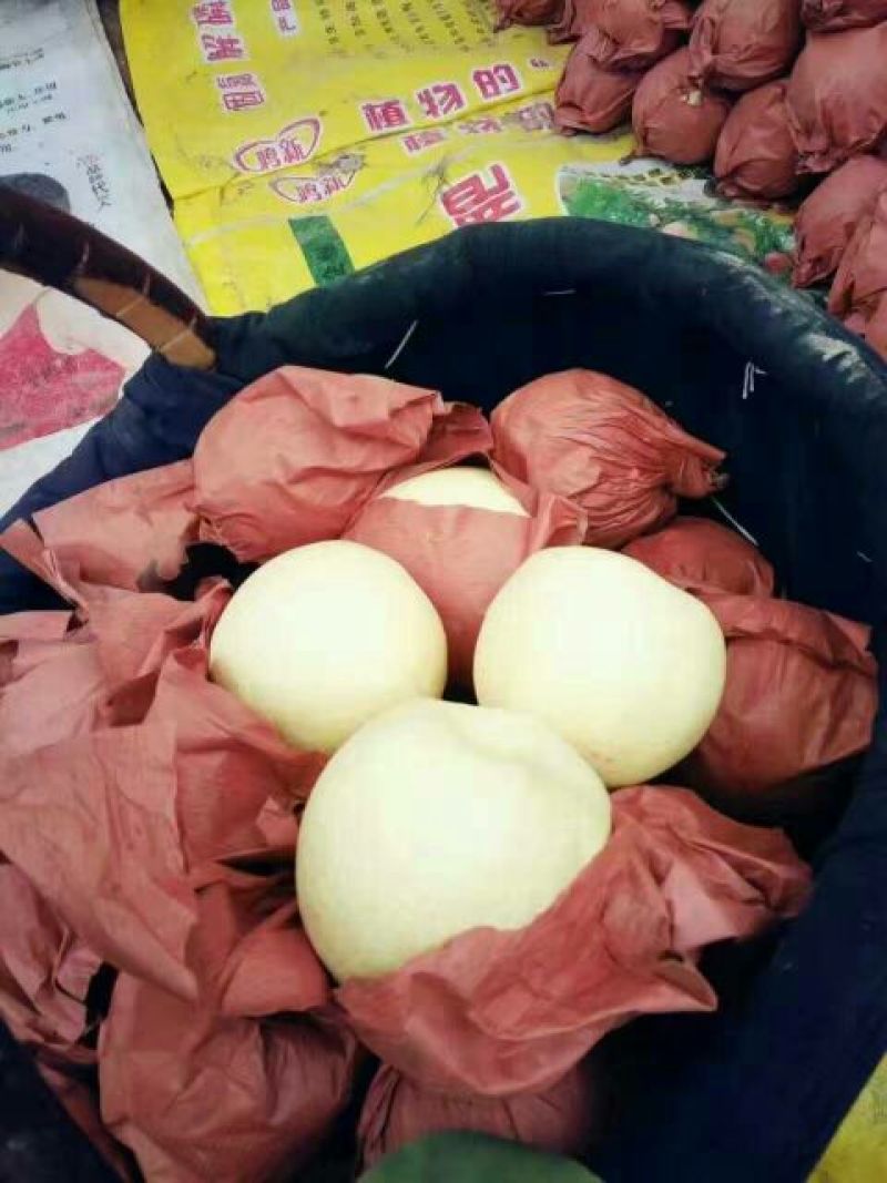 早酥梨300~350g纸袋