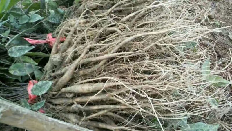 牛大力种苗15cm以下