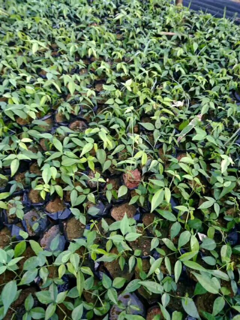 牛大力种苗15cm以下