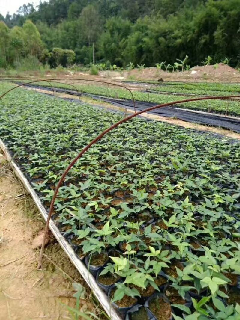 牛大力种苗15cm以下