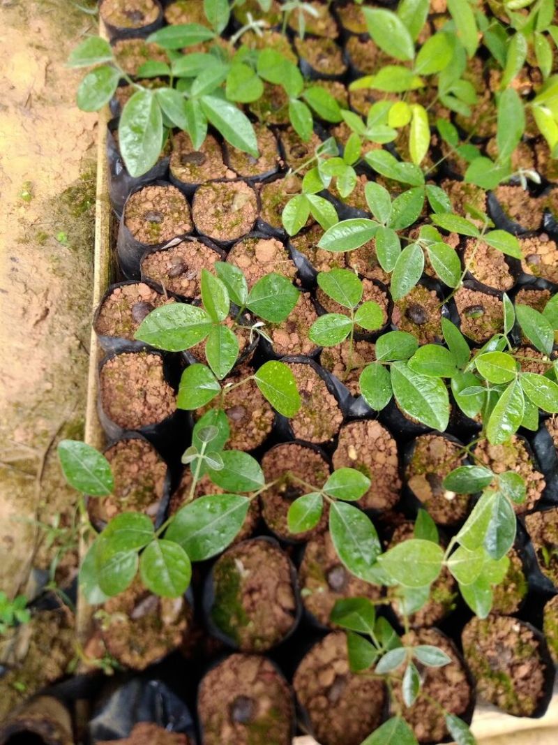 牛大力种苗15cm以下