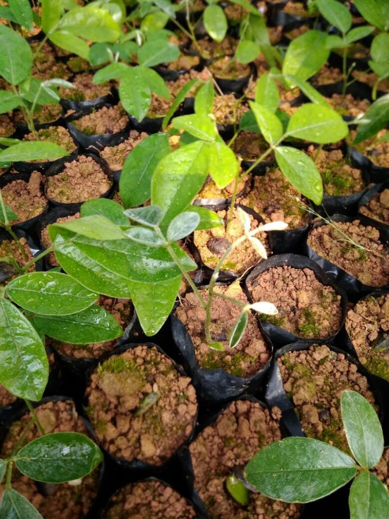 牛大力种苗15cm以下