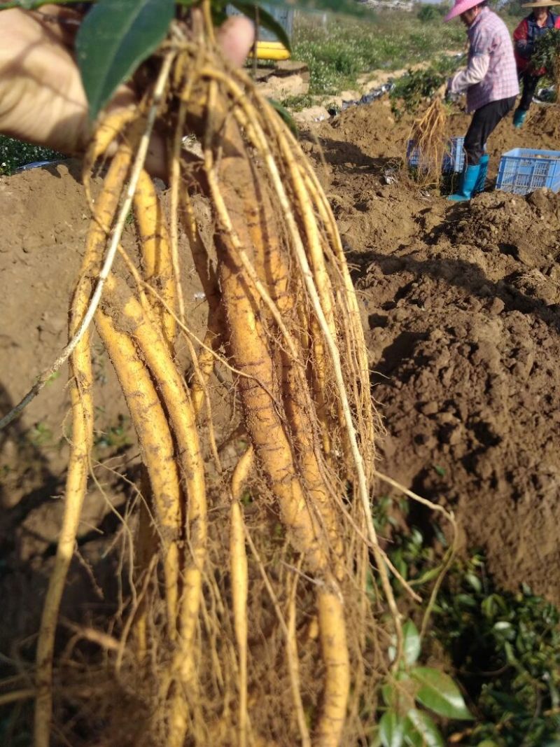 牛大力种苗15cm以下