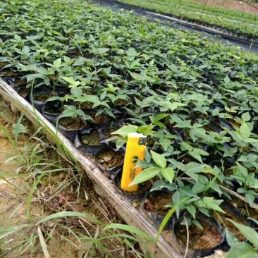 牛大力种苗15cm以下