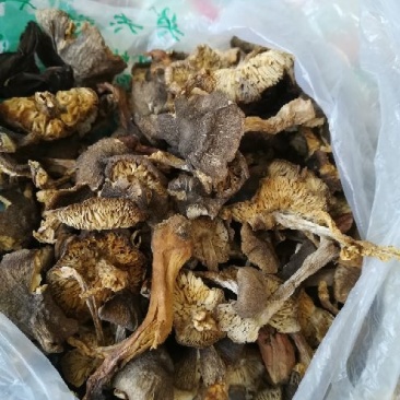 蘑菇纯野生蘑菇