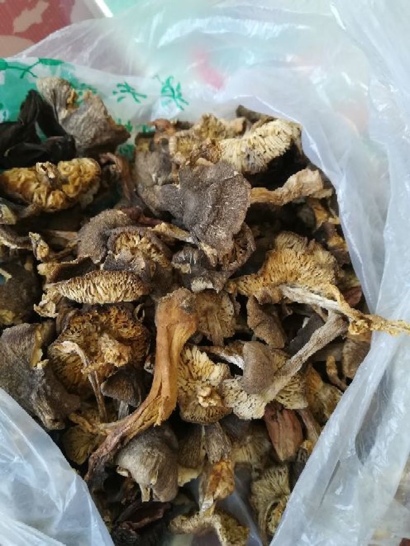 蘑菇纯野生蘑菇