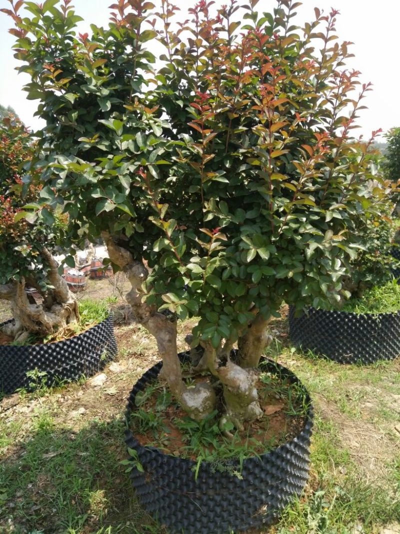 紫薇20cm以上0.5~1米1米以下