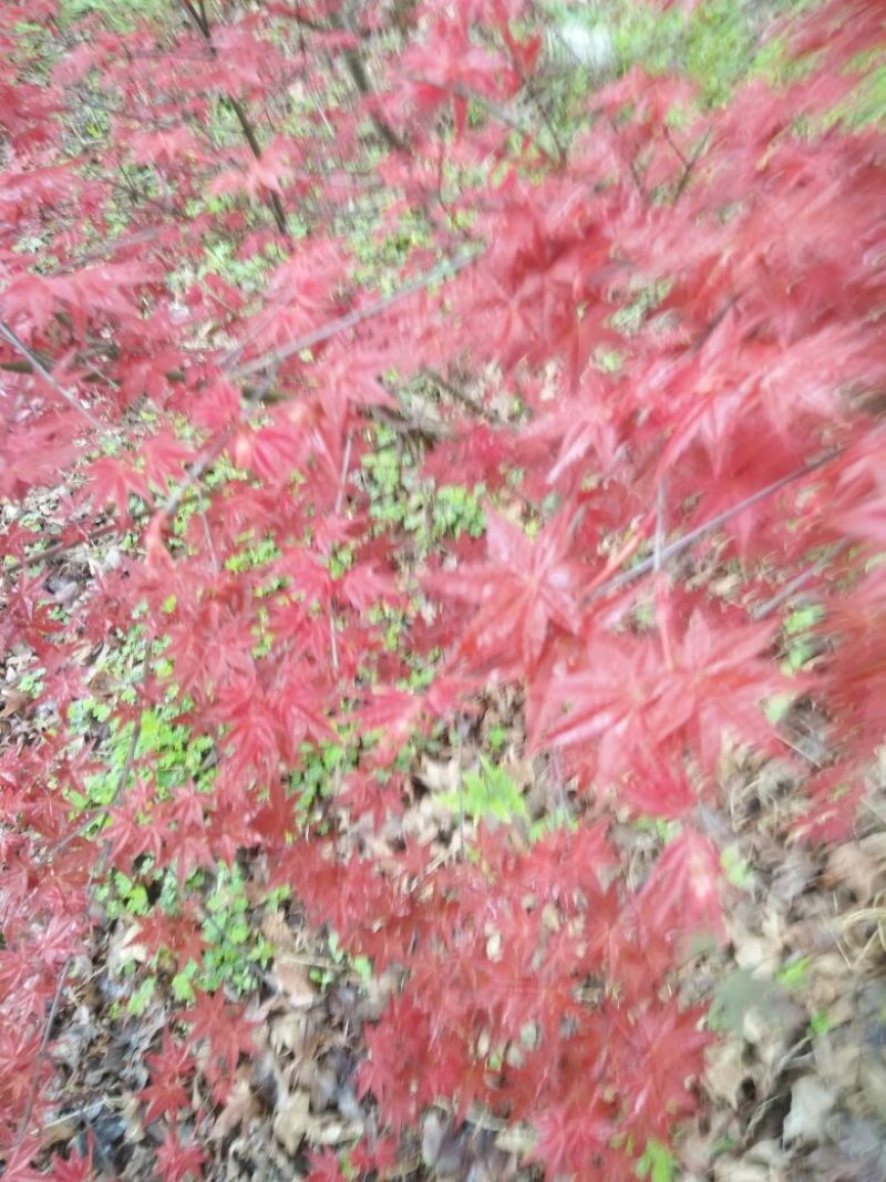 红枫供应5到20的红枫
