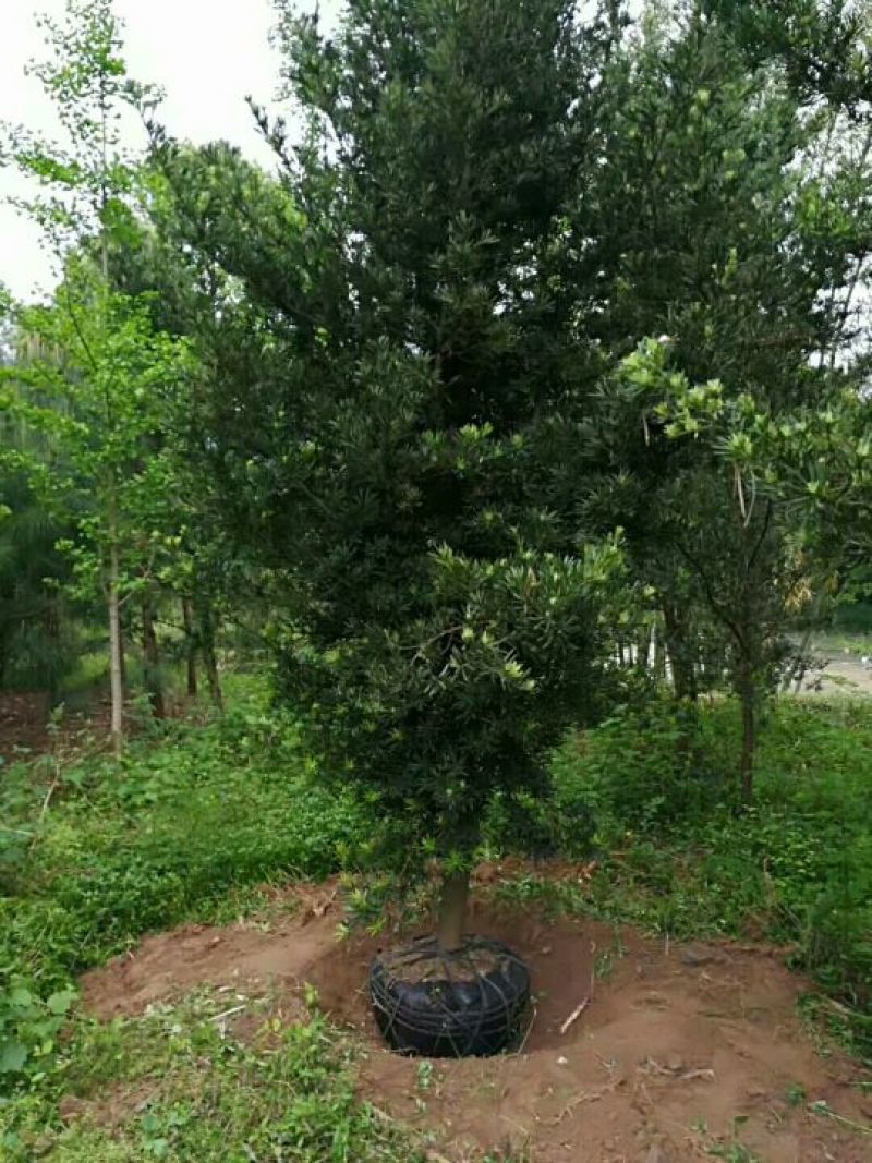 罗汉松14~16cm14~16cm2.5~3米