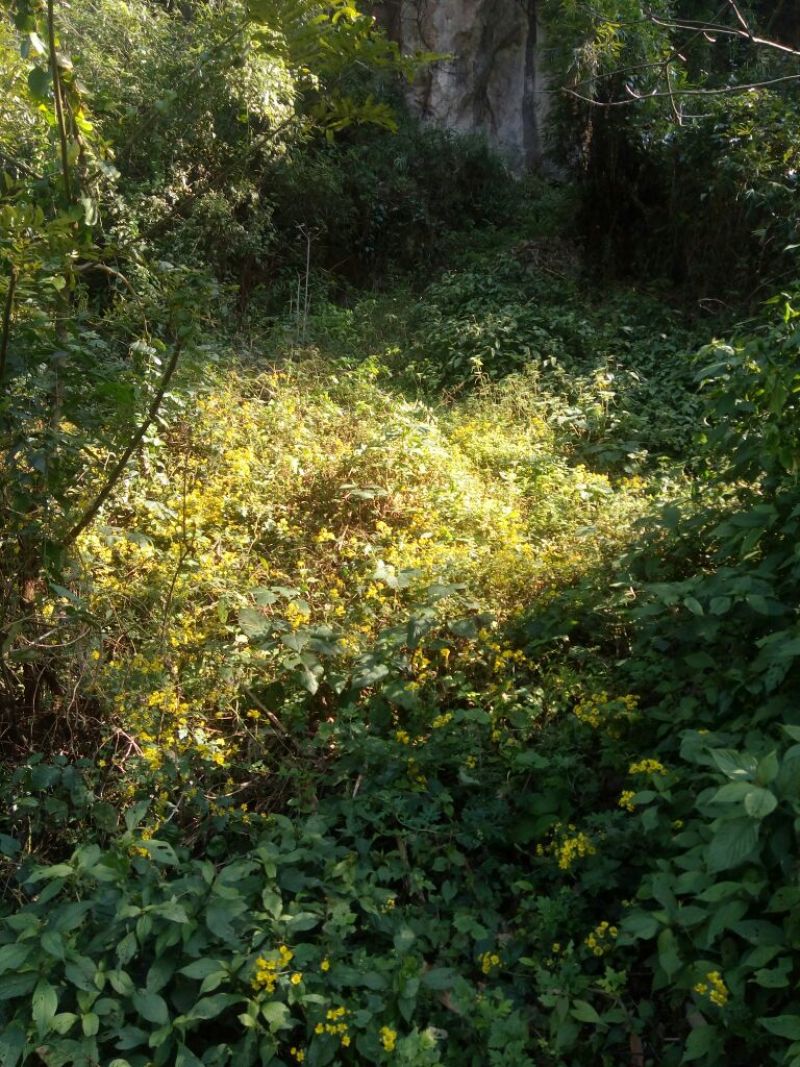 野菊花统货