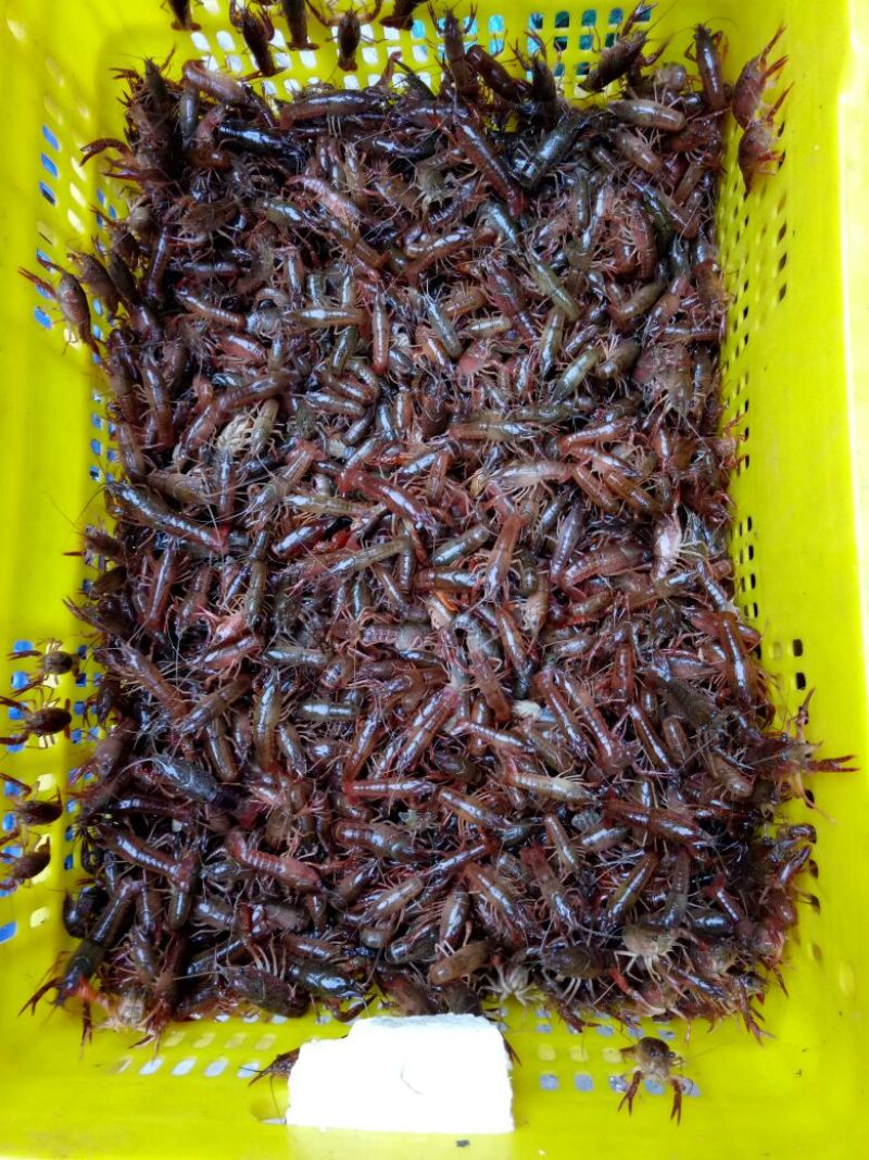 《推荐》桂林本地小龙虾苗，精品大量上市规格齐全欢迎咨询