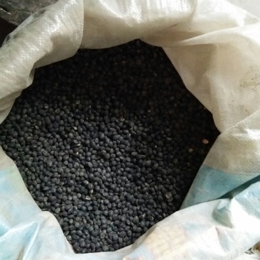 乌皮青仁豆散装